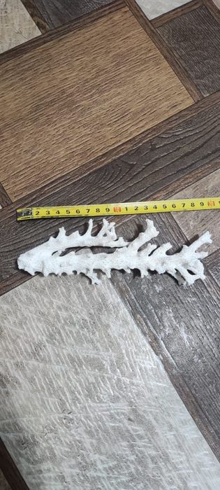 Кораллы в аквариум . 3500 тг.