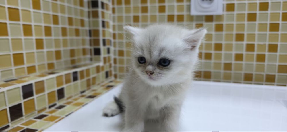 Продаю серебренные шиншилла