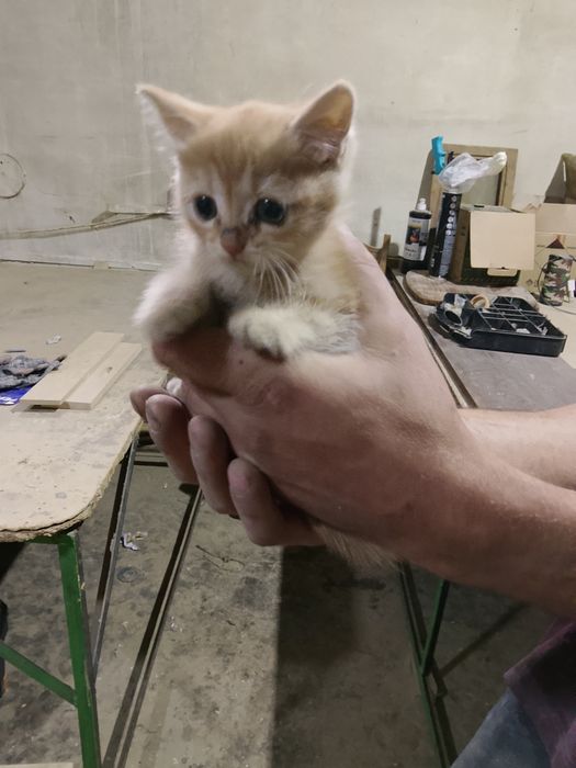 Кошки бесплатно отдам в добрые руки