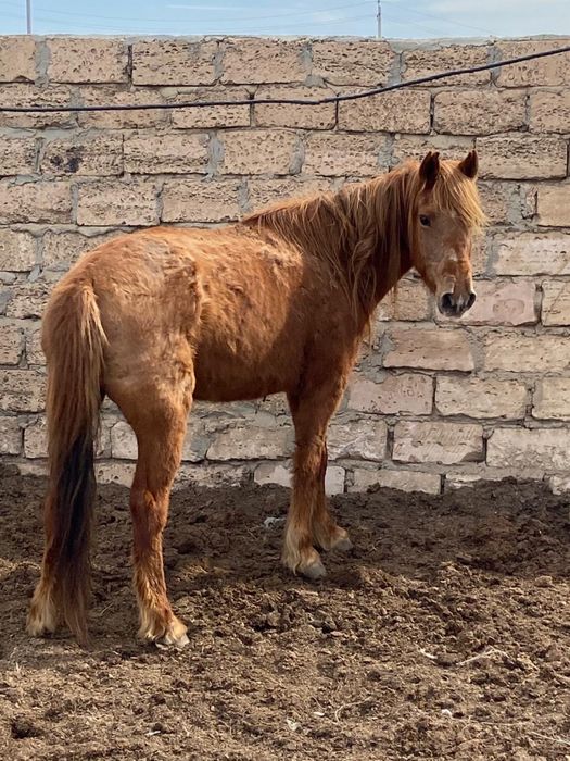 Жылқылар сатылады бие , құнан