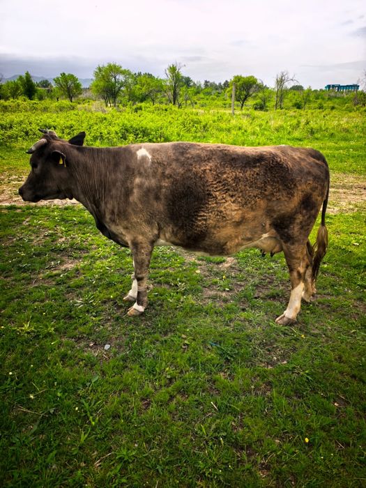 Доенная корова. Сауынды сиыр
