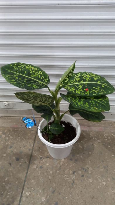 Продам комнатные растения