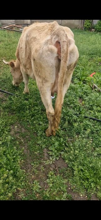 Молодая корова с теленком