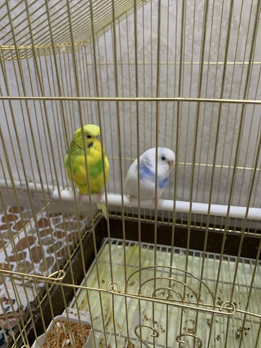 Папугай      ……..