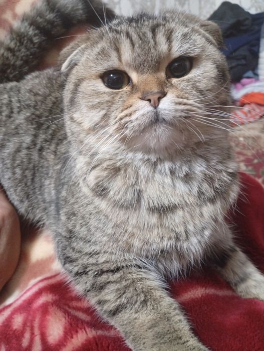 Skotish fold toza nasl