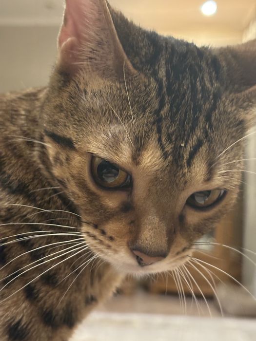 Котята бенгалы, доступны к брони !