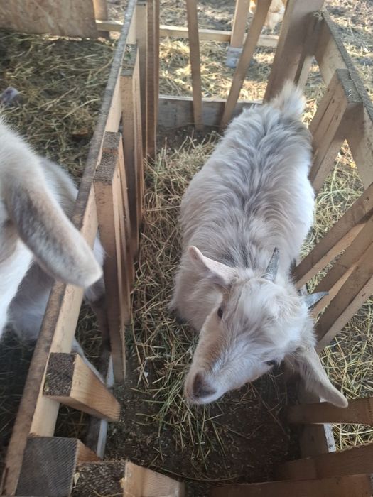 Vând 3 capre crescute in gospodărie
