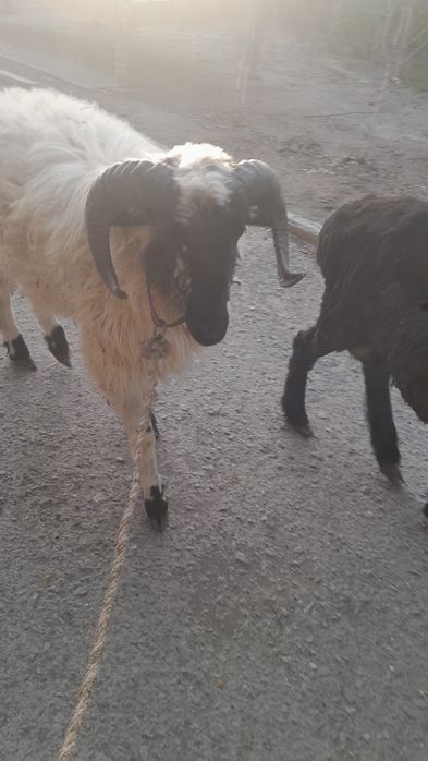 Кузи кучкор сотилади галишамиз