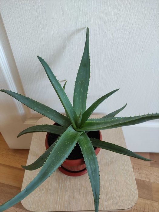 Алоэ лечебное растение           .