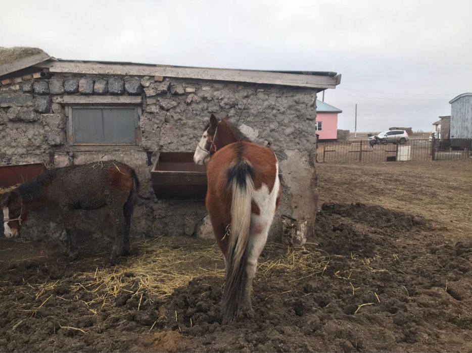 Продам жирную кобылу