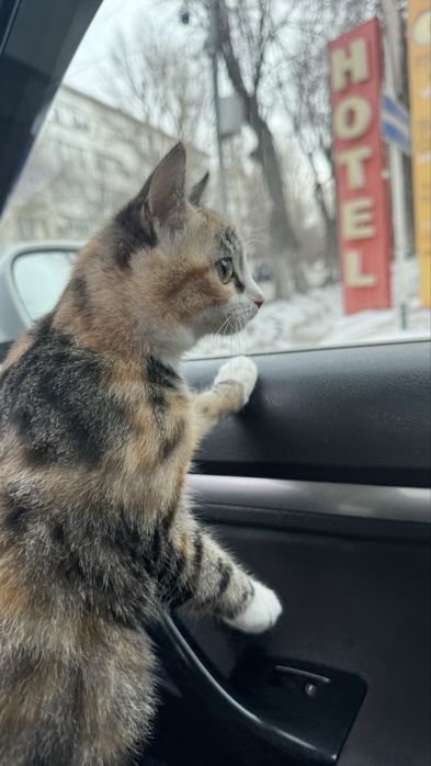 Отдам в хорошие руки