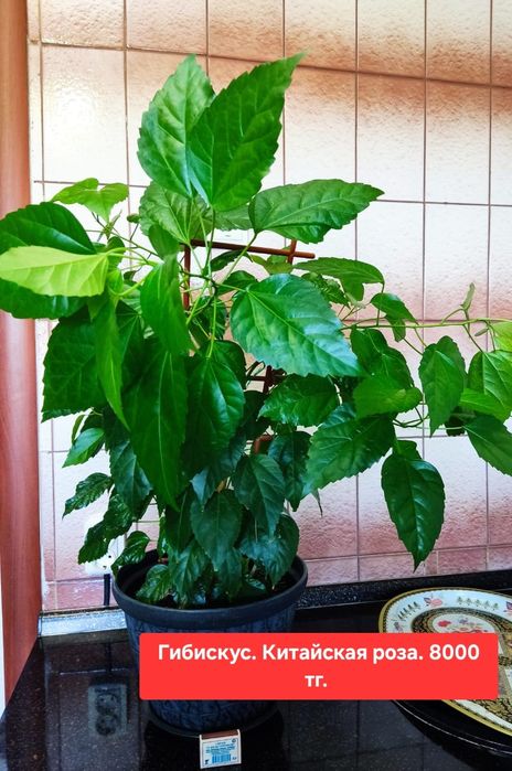 Продам комнатные растения.