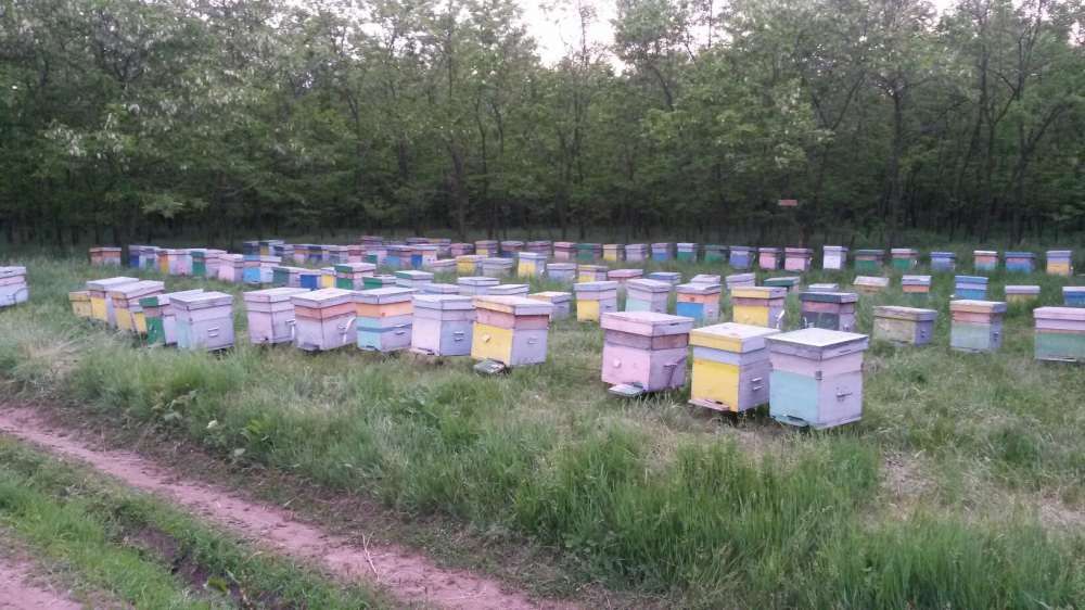 vand miere de albine