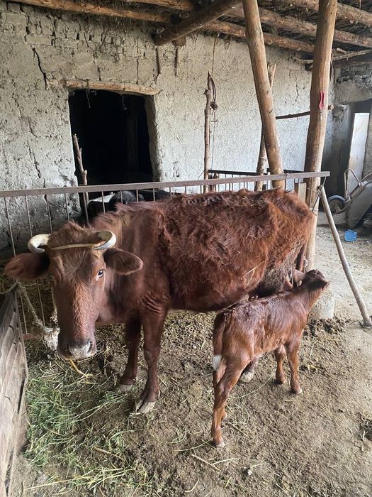 Ona bola sigir sotiladi yaxshi narxda