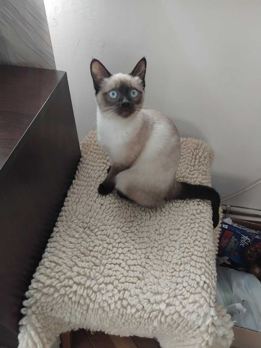 Продавам сиамски котета