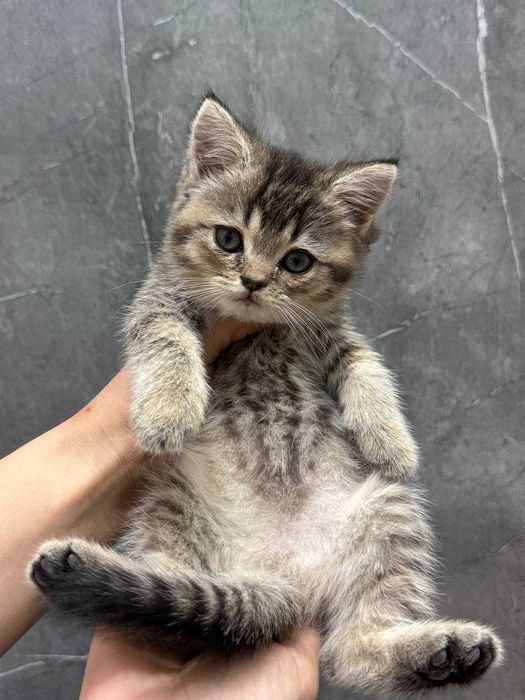 Skotish fold va skotish strayt sotiladi