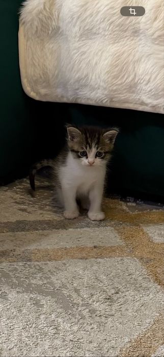 Отдам котенка в долрые руки