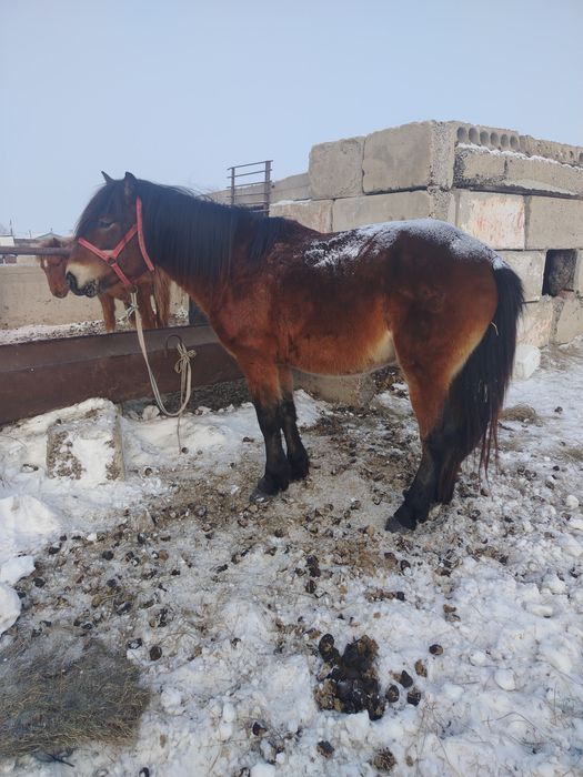 Продам жеребца 8лет