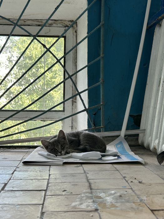 отдам котёнка-мальчика в добрые ручки