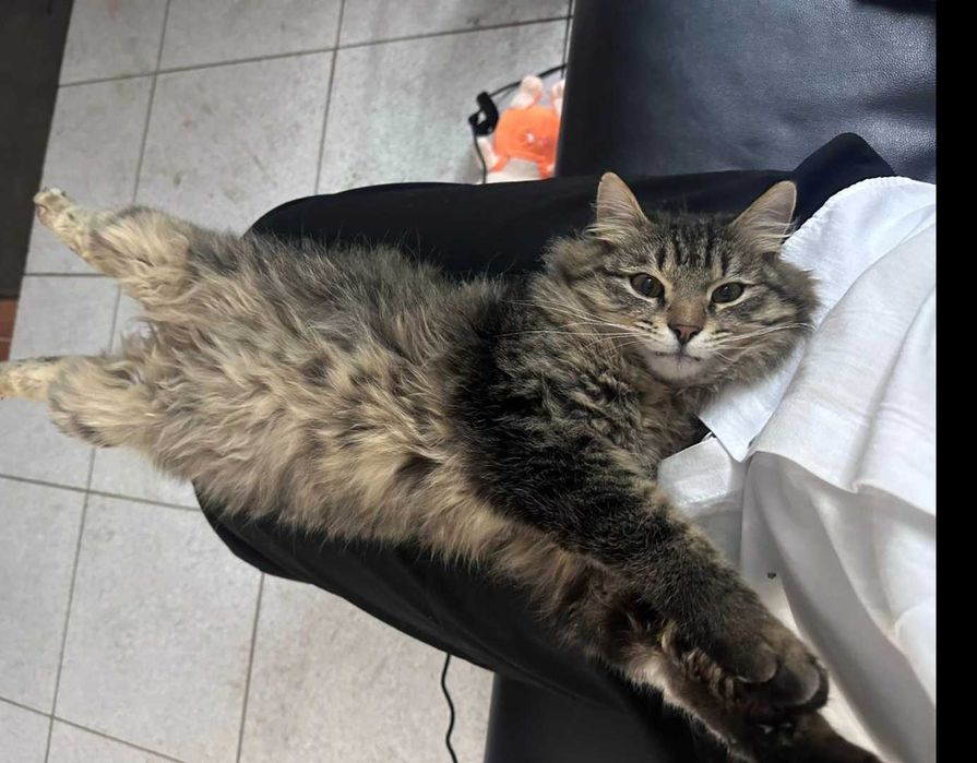 отдам в добрые руки молодого кота