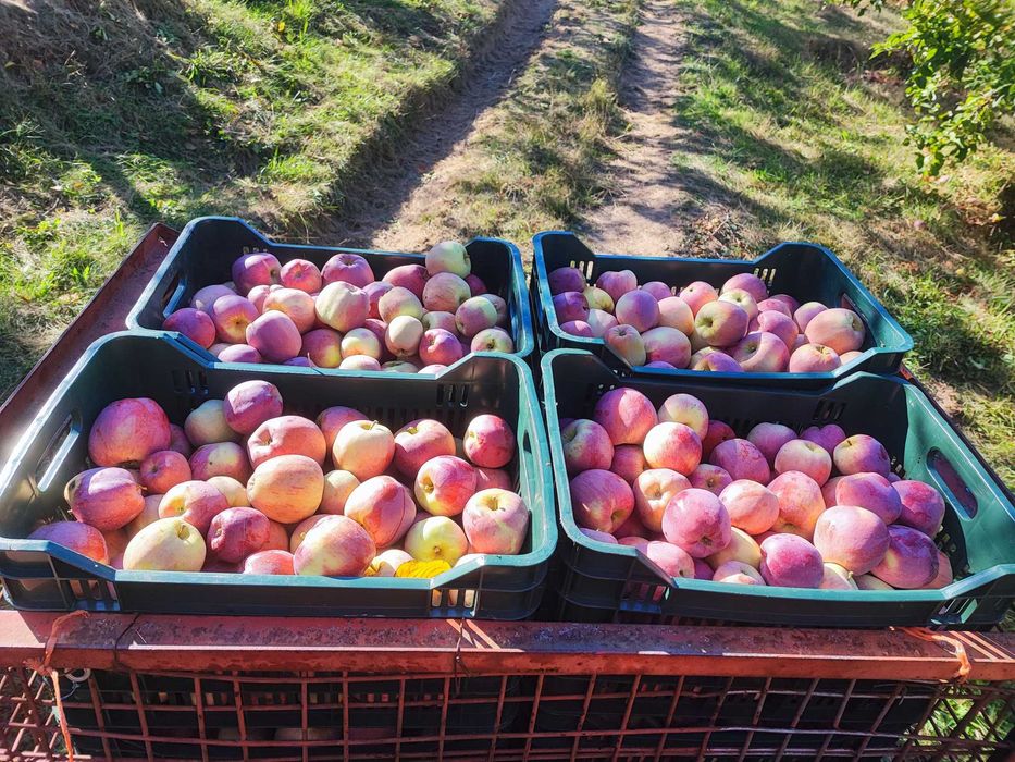 Vând suc de mere+pere natural