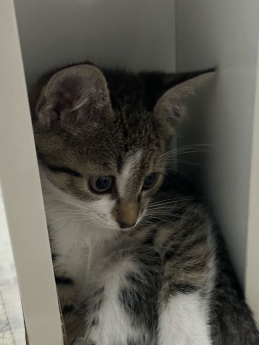 Котенок Руби.