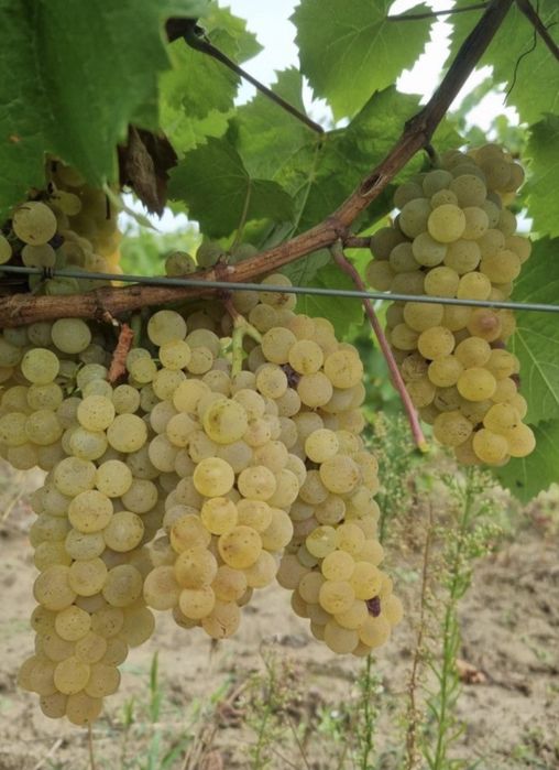 Vand struguri  de vin