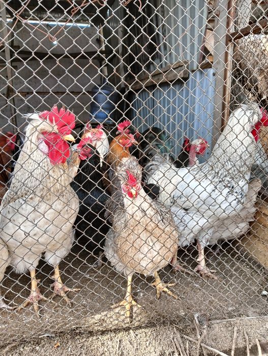 Инкубационное яйцо