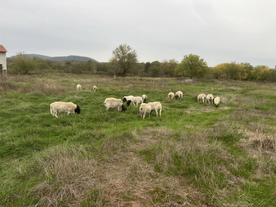 Vand sau schimb oi dorper