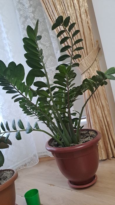 Продаем комнатные цветы