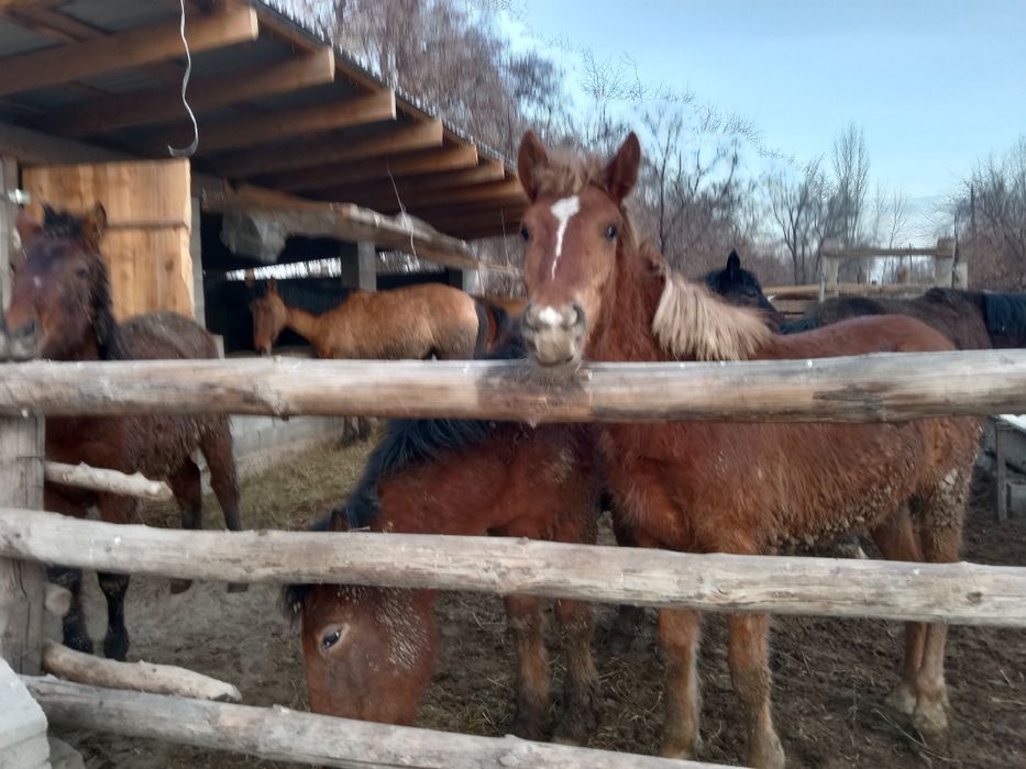 5байтал 3жабагы сау