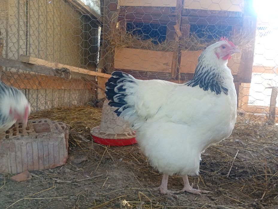 Disponibile gaini sussex