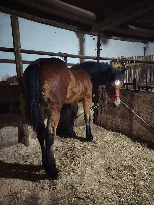 Mânză disponibilă