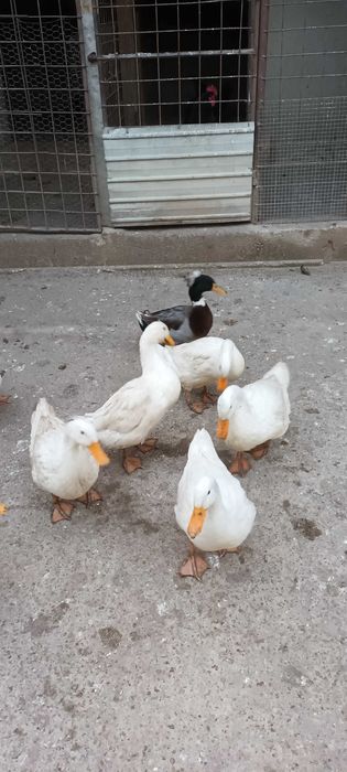 Vand rate romanesti tinere.