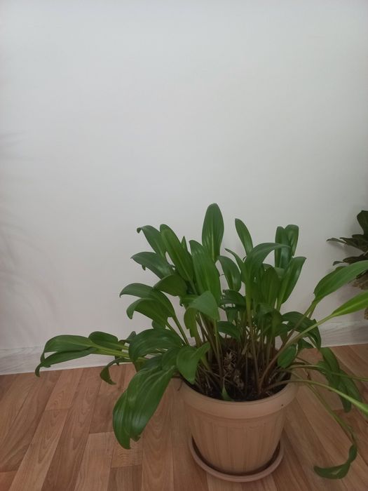 Үй гүлдері сатылады