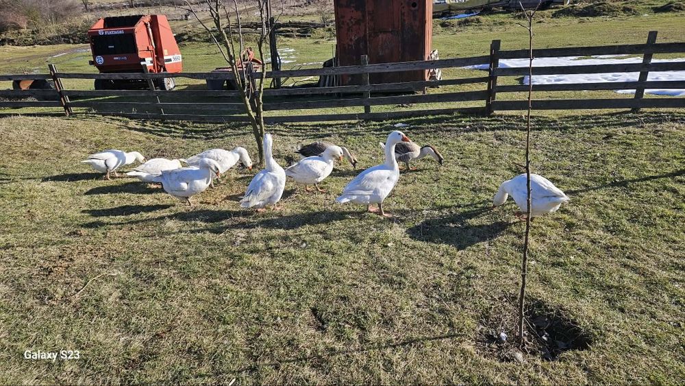 Gâște de vânzare