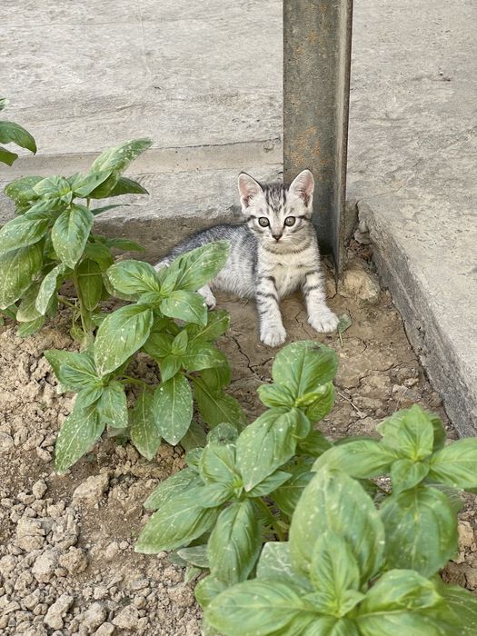 Scottish fold  Mushuk bollari sotiladi