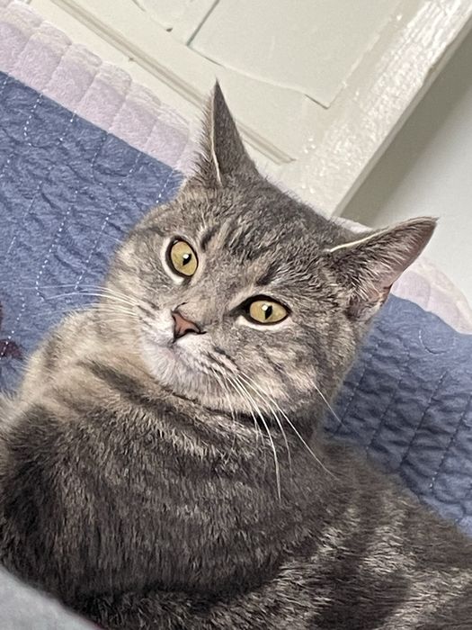 Пропала кошка. Просьба вернуть