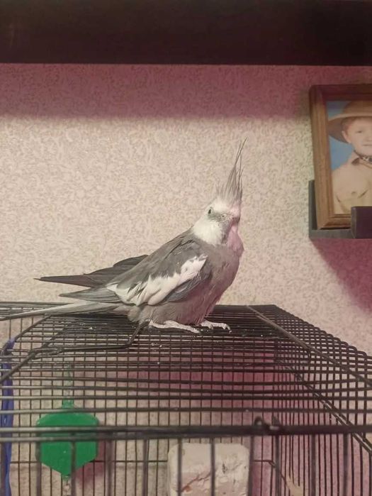 Попугай карелла самка.