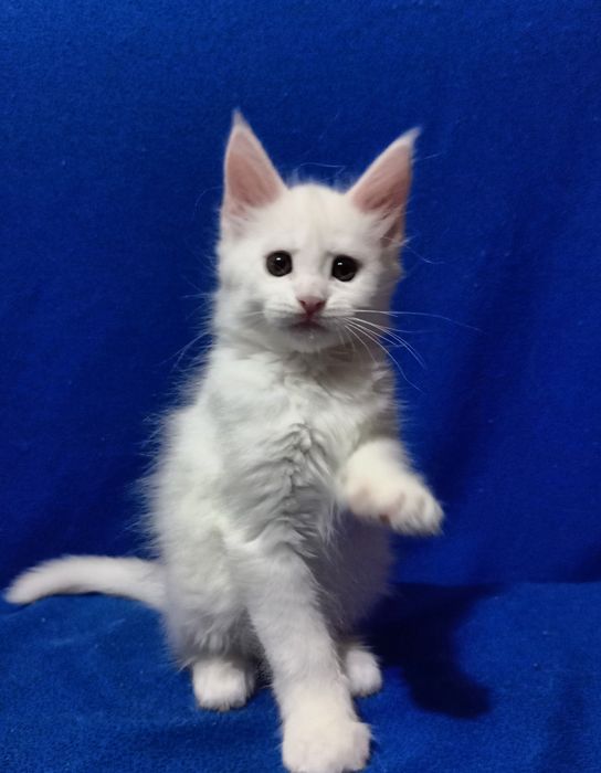 Котята породы Мейн Кун