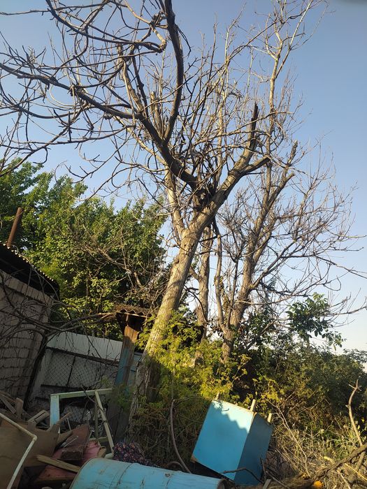 O'tin va kundalar sotiladi