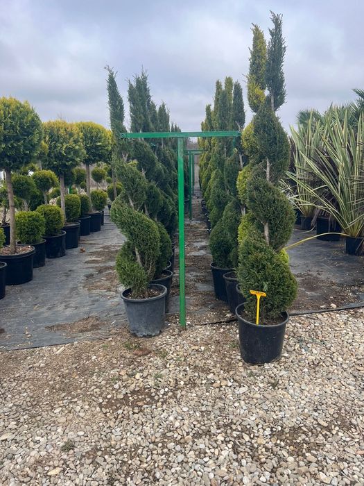 Stoc nou de plante ornamentale