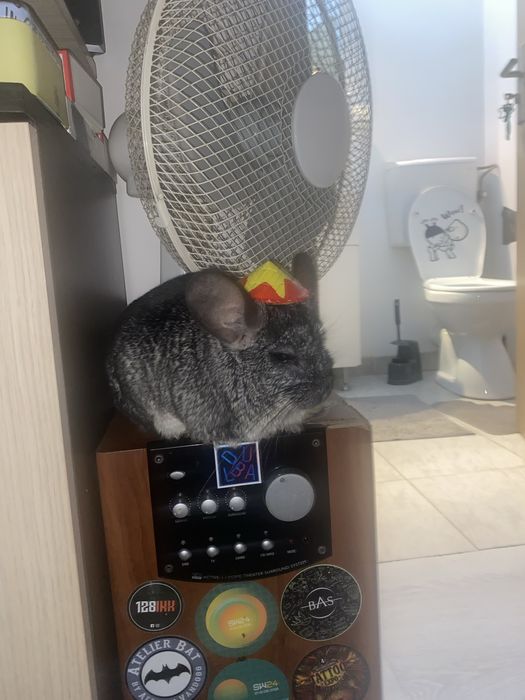 Vand mascul chinchilla