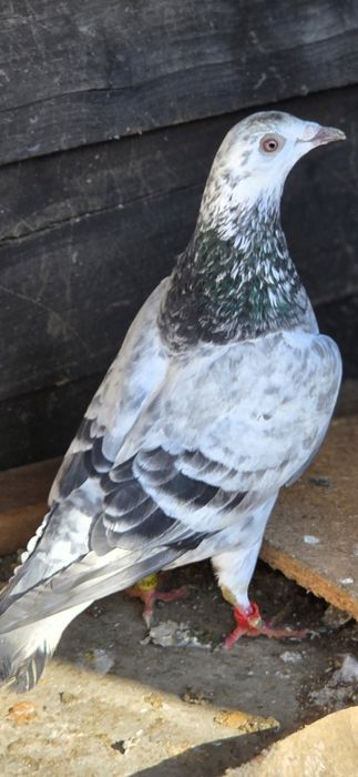 Porumbei voiajori origini top pedigree