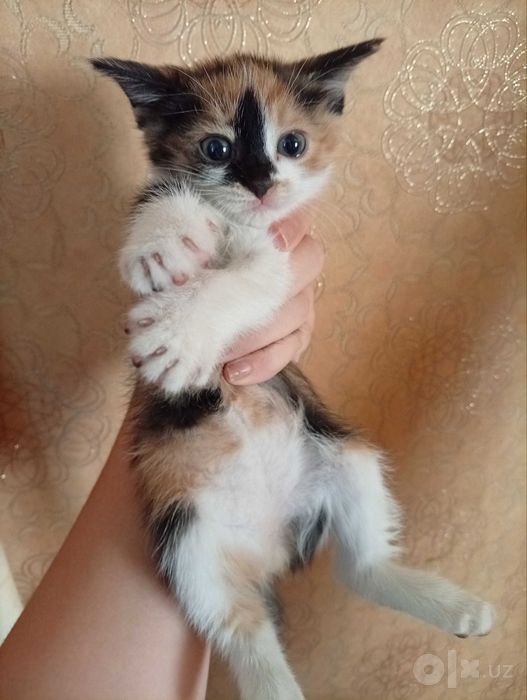 Отдам даром котят