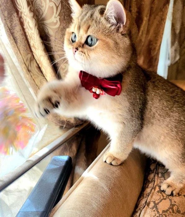 British Shorthair Golden cu pedigree