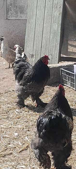 Продам хороших петухов