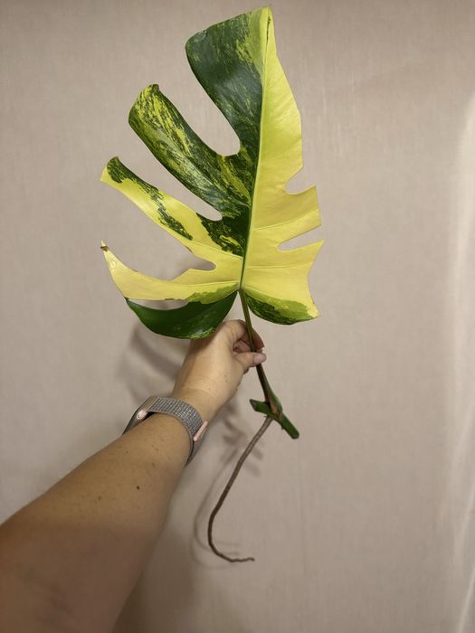 Монстера Желтая Yellow