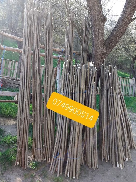 Pari de fasole și de roșii la 2 lei bucata în legătură sunt 20 de bucă