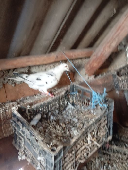 De vânzare porumbei